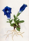 Gentiana acaulis"